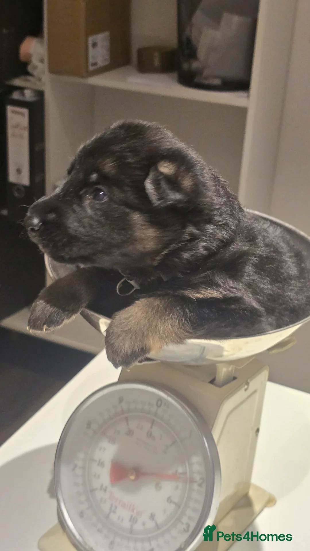 German Shepherd dogs for sale: German Shepherd Pups - born 18.03 - Advert 1
