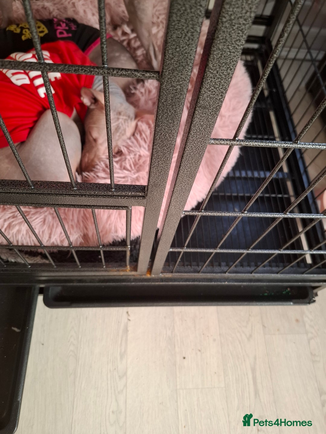 Mexican Hairless dogs for sale: Beautiful little boy 18week old - Advert 19