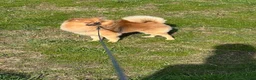Pomeranian dogs for stud: Bruno in Waltham Cross - Advert 3