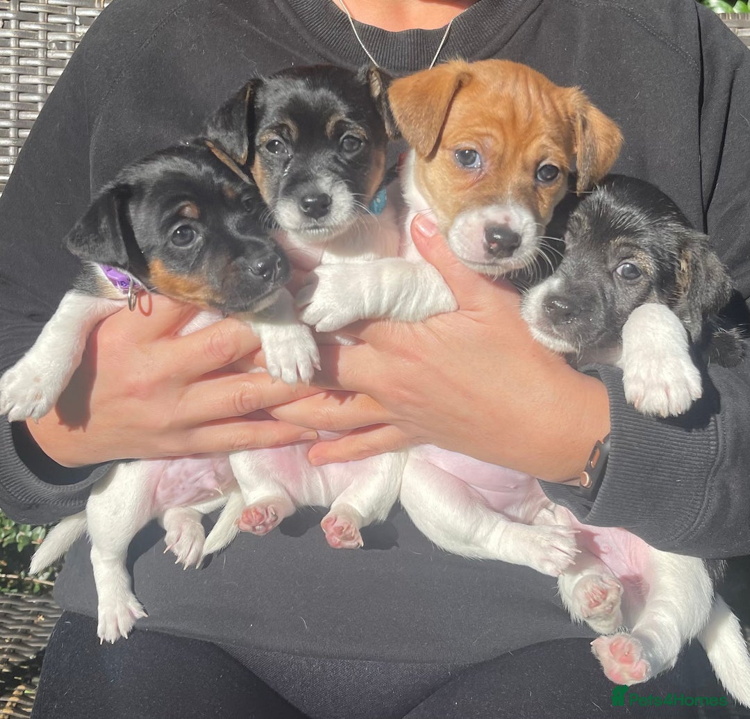 Jack Russell dogs for sale: Stunning Jack Russell puppies - Advert 21