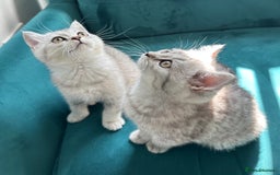 British Shorthair cats for sale: 😻Beautiful BSH Active GCF Kittens🌈 Ready Now! - Image 1