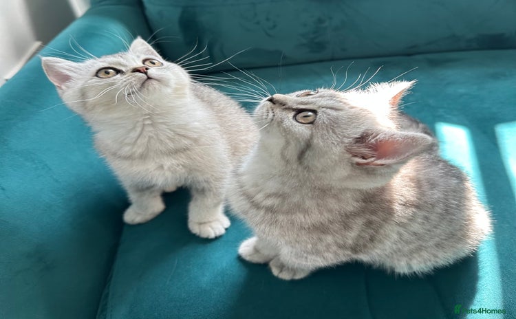British Shorthair cats - Advert 16
