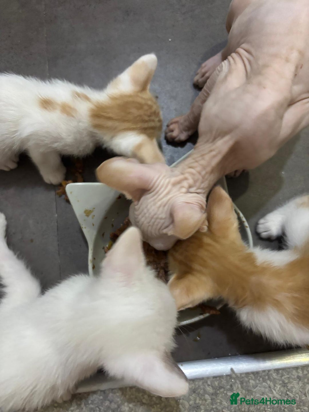 Oriental cats for sale: Gorgeous oriental kittens  - Advert 7