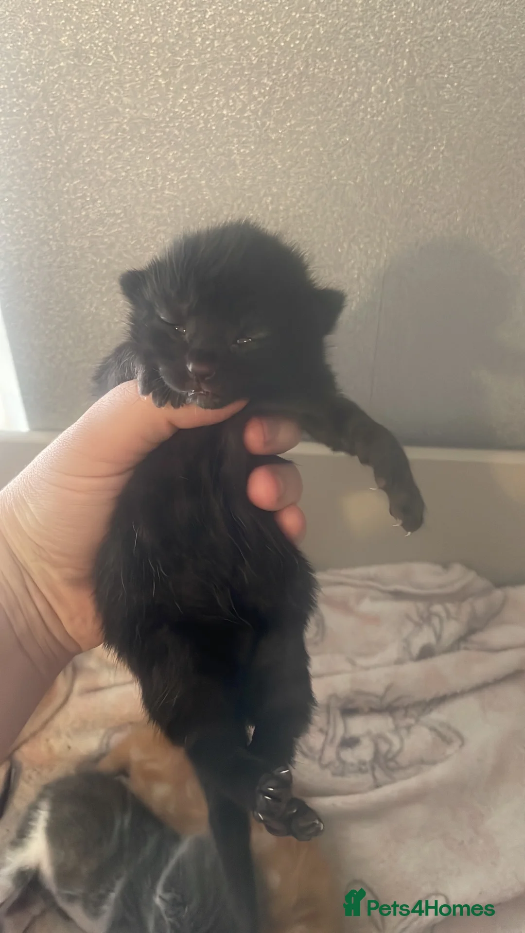 Mixed Breed cats for sale: 3 Kittens available😍 - Advert 8