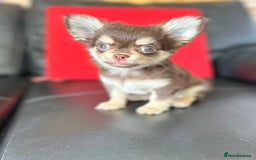 Chihuahua dogs for sale: Chihuaua 7 th generation KC registered  - Image 1