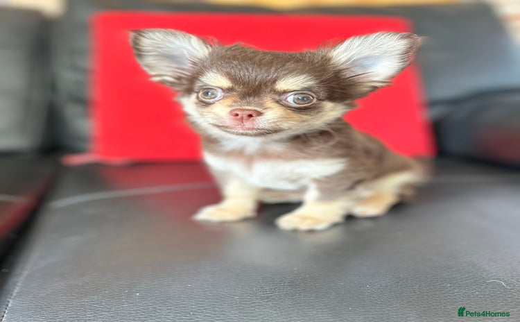 Chihuahua dogs - Advert 1