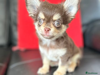 Chihuahua dogs - Advert 11