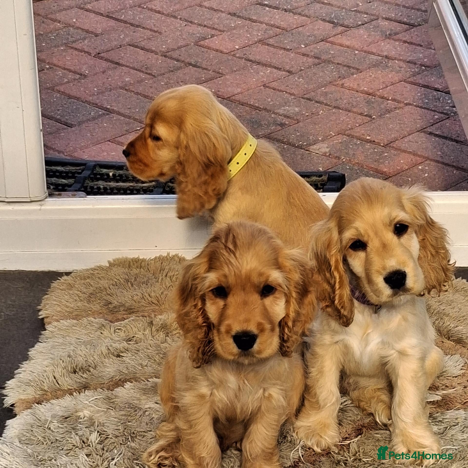 Cocker Spaniel dogs Health tested kc reg golden show cocker spaniels - Advert 1