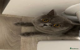 British Longhair cats for sale: British long hair  - Image 1