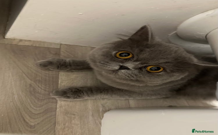 British Longhair cats - Advert 1