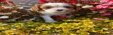 Jude 