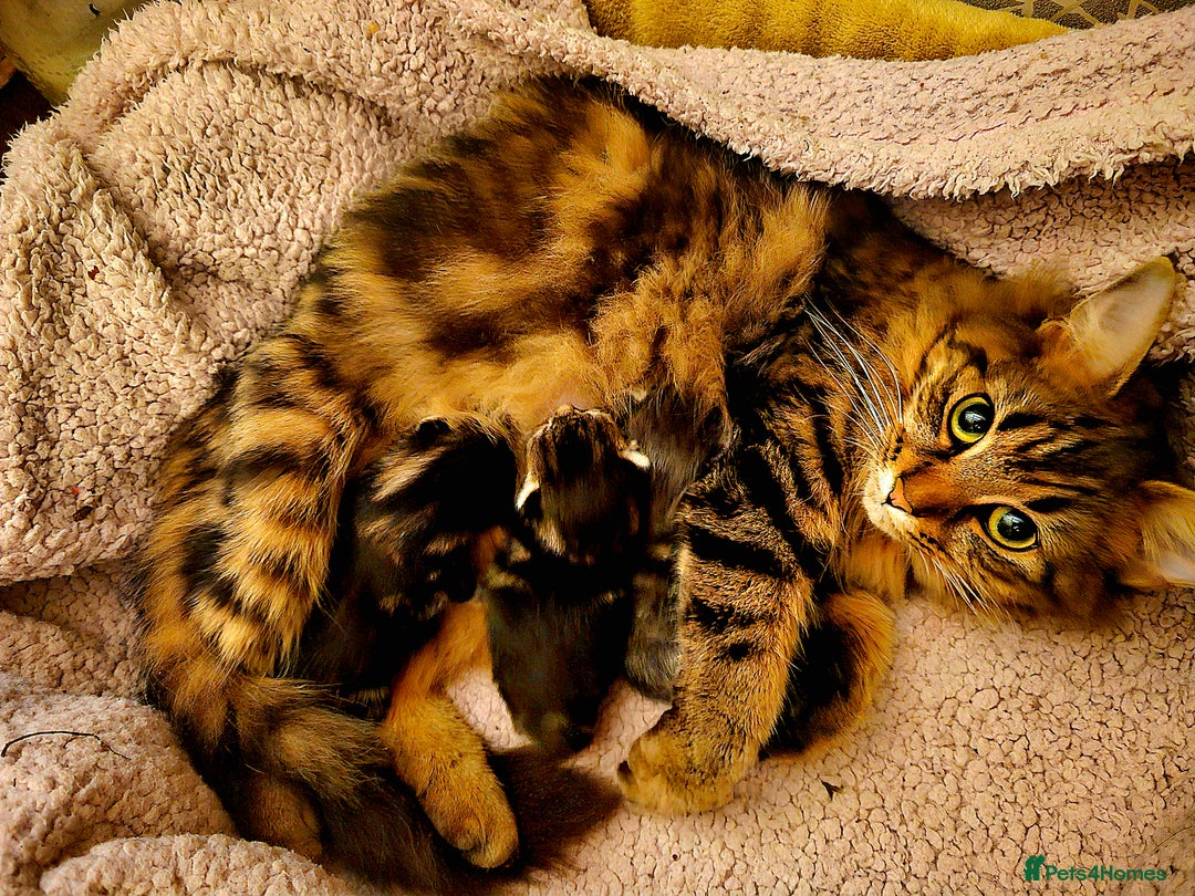 Mixed Breed cats for sale: Part Maine Coon - Advert 4