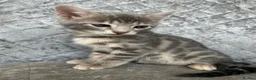 Bengal cats for sale: 💙 Beautiful Blue Bengal Female Kittens TICA Reg - Advert 8