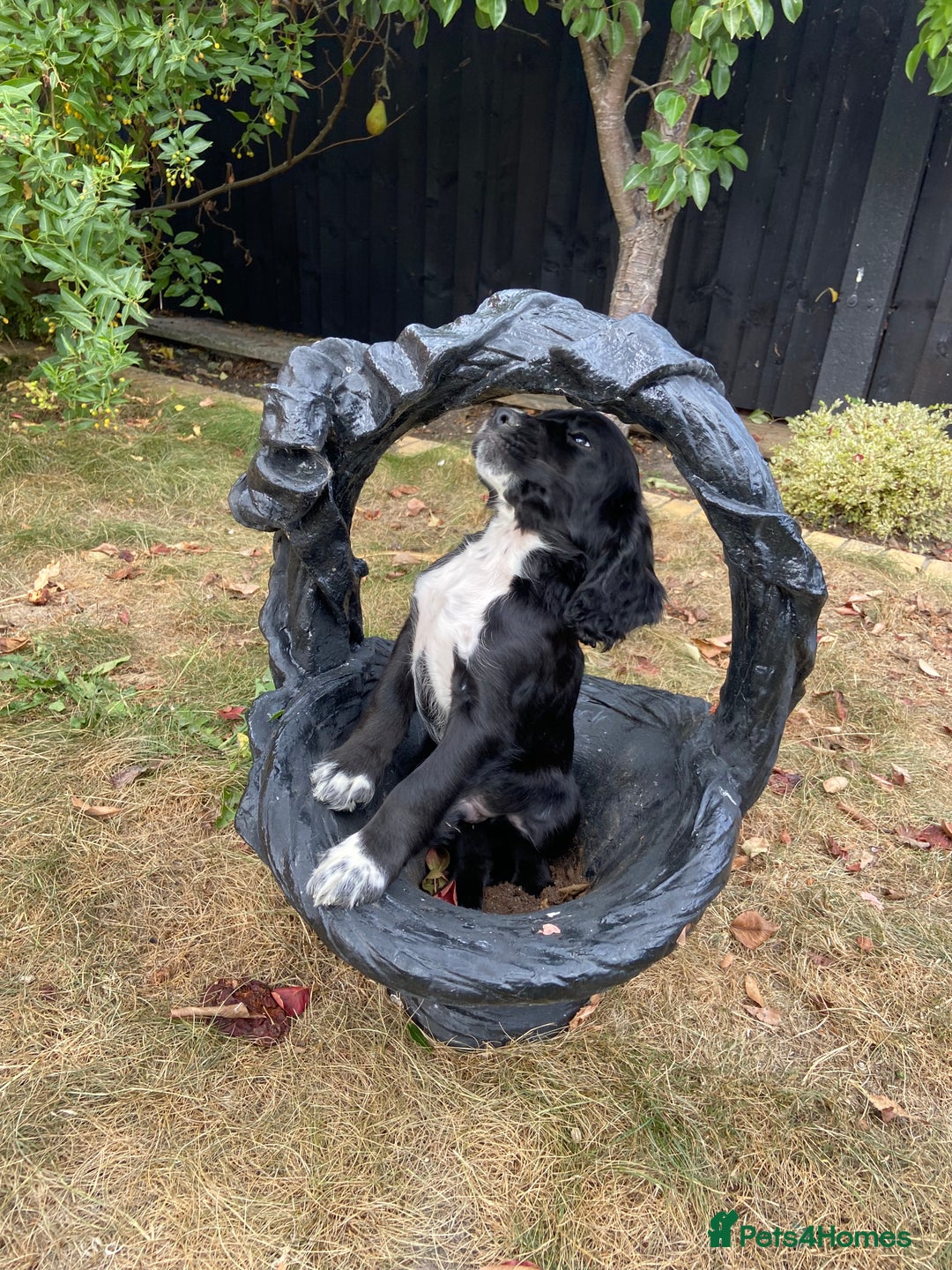 Cocker Spaniel dogs for sale: Cocker spaniel puppies  - Image 11