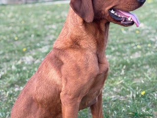 Labrador Retriever dogs in Devizes - Advert 39