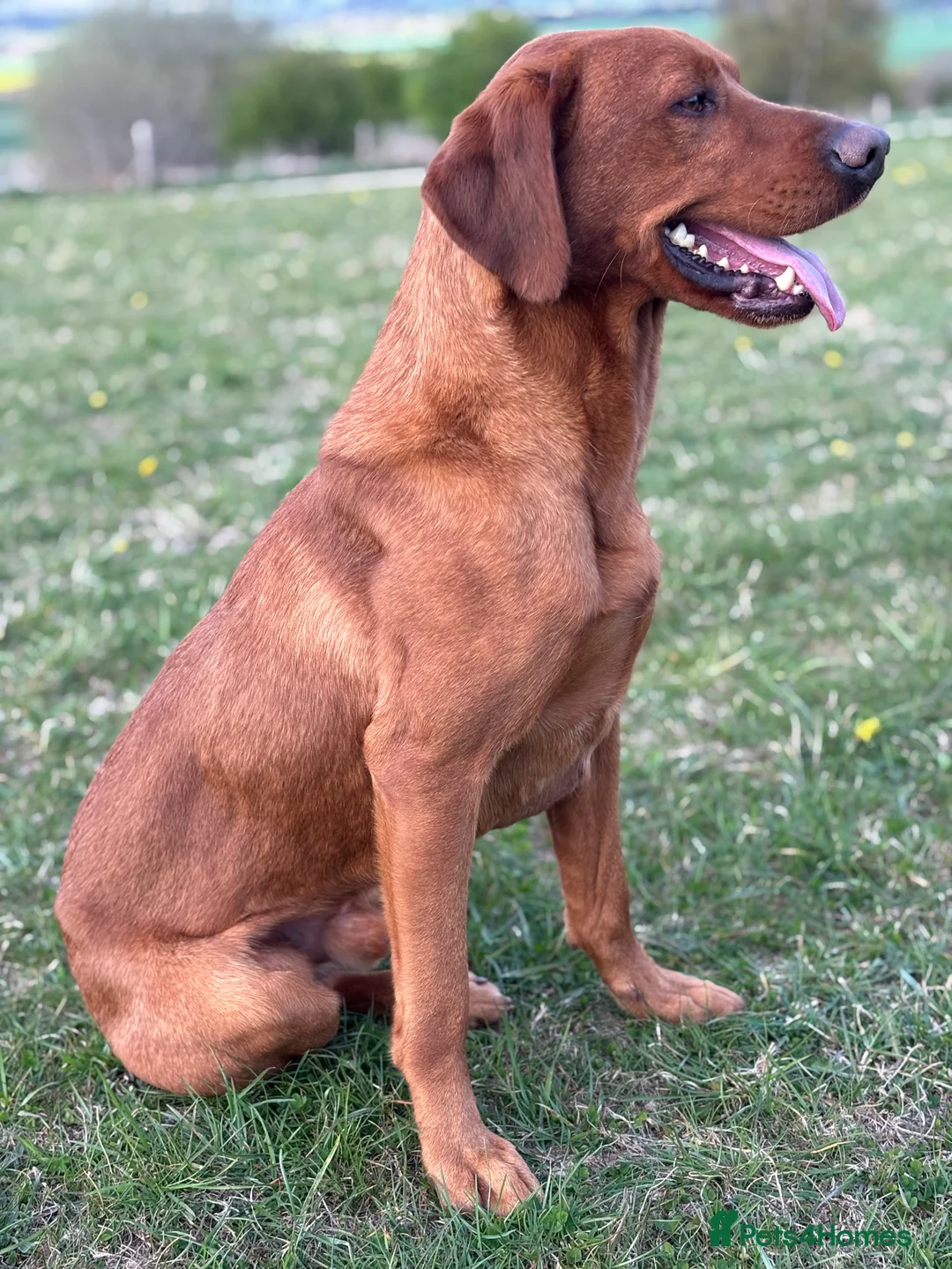 Labrador Retriever dogs for stud: Ozzy-proven health tested stud in Devizes - Advert 2