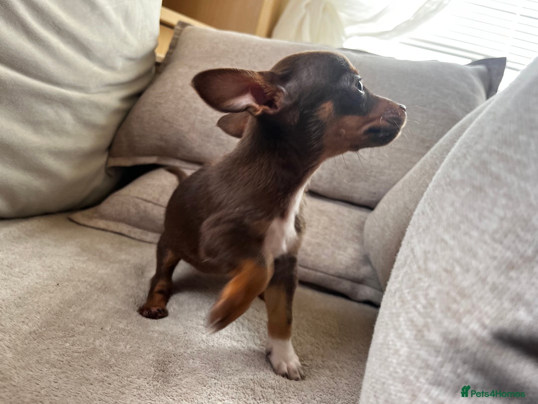 Mixed Breed dogs for sale: Adorable Dachshund x Pomchi Puppies - Image 16