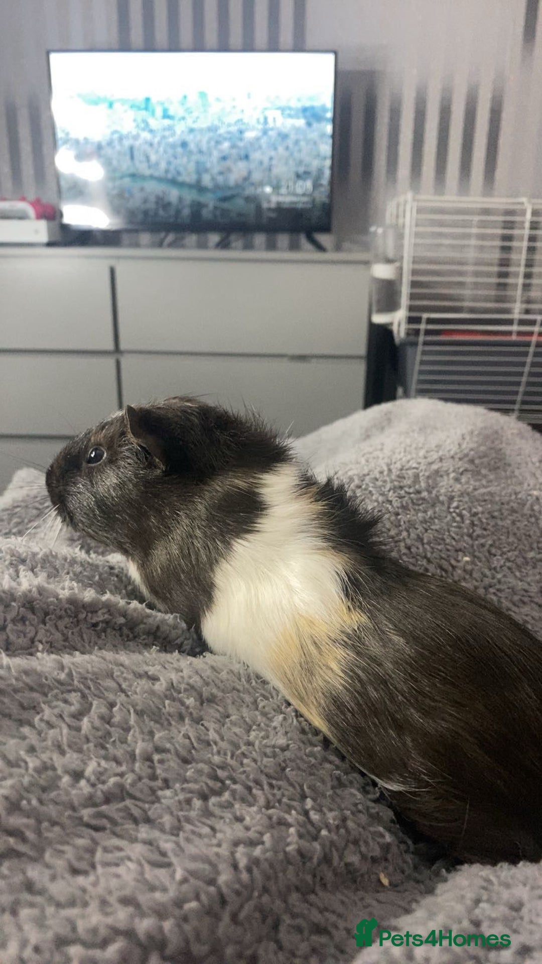 Guinea Pig rodents for sale: Free 4 male guinea pigs - Advert 1