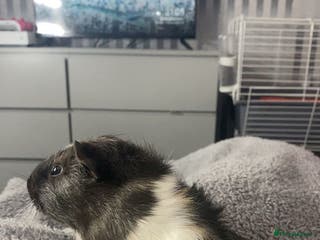 Guinea Pig rodents Free 4 male guinea pigs - Advert 1