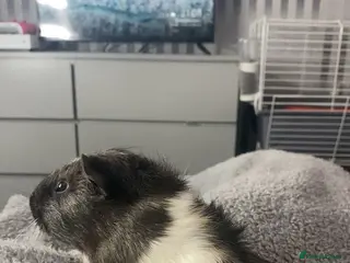 Guinea Pig rodents Free 4 male guinea pigs - Advert 17