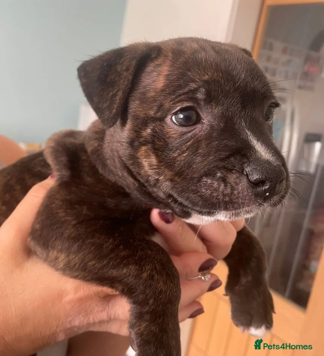 Staffordshire Bull Terrier dogs for sale: Pedigree Staffordshire Bull Terrier male puppy - Advert 1