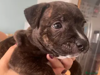 Staffordshire Bull Terrier dogs Pedigree Staffordshire Bull Terrier male puppy - Advert 1