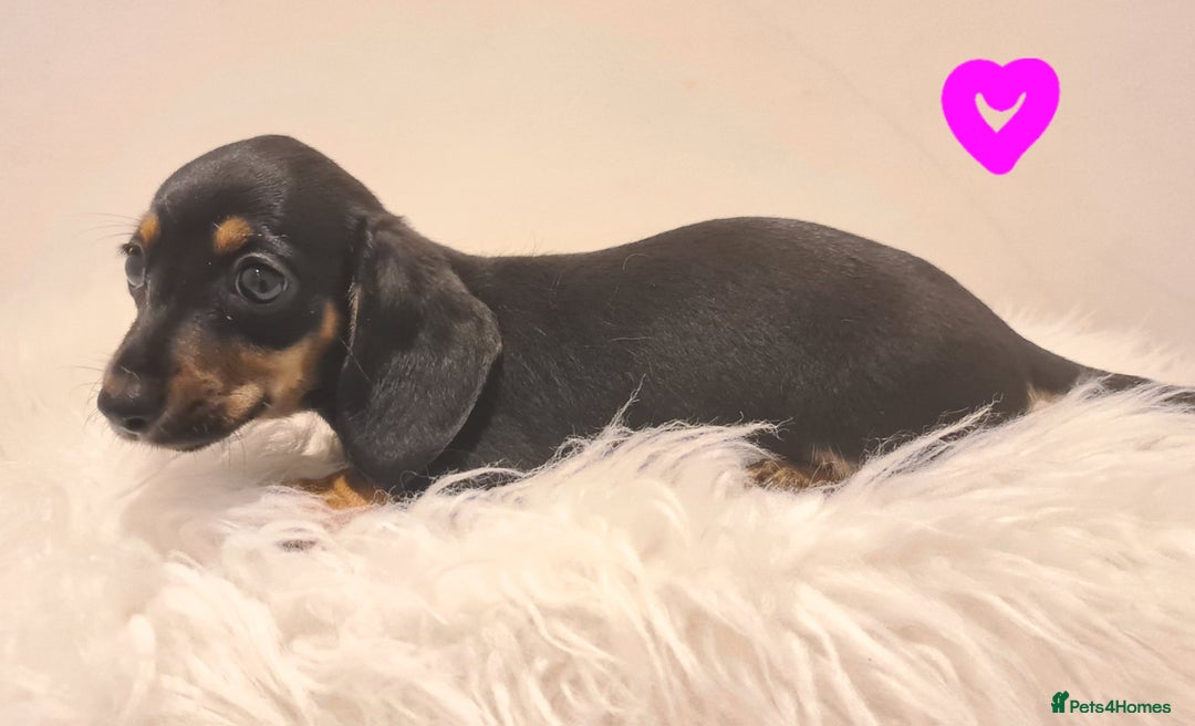 Miniature Dachshund dogs for sale: KC Daxi's health tested parents.READY - Image 7