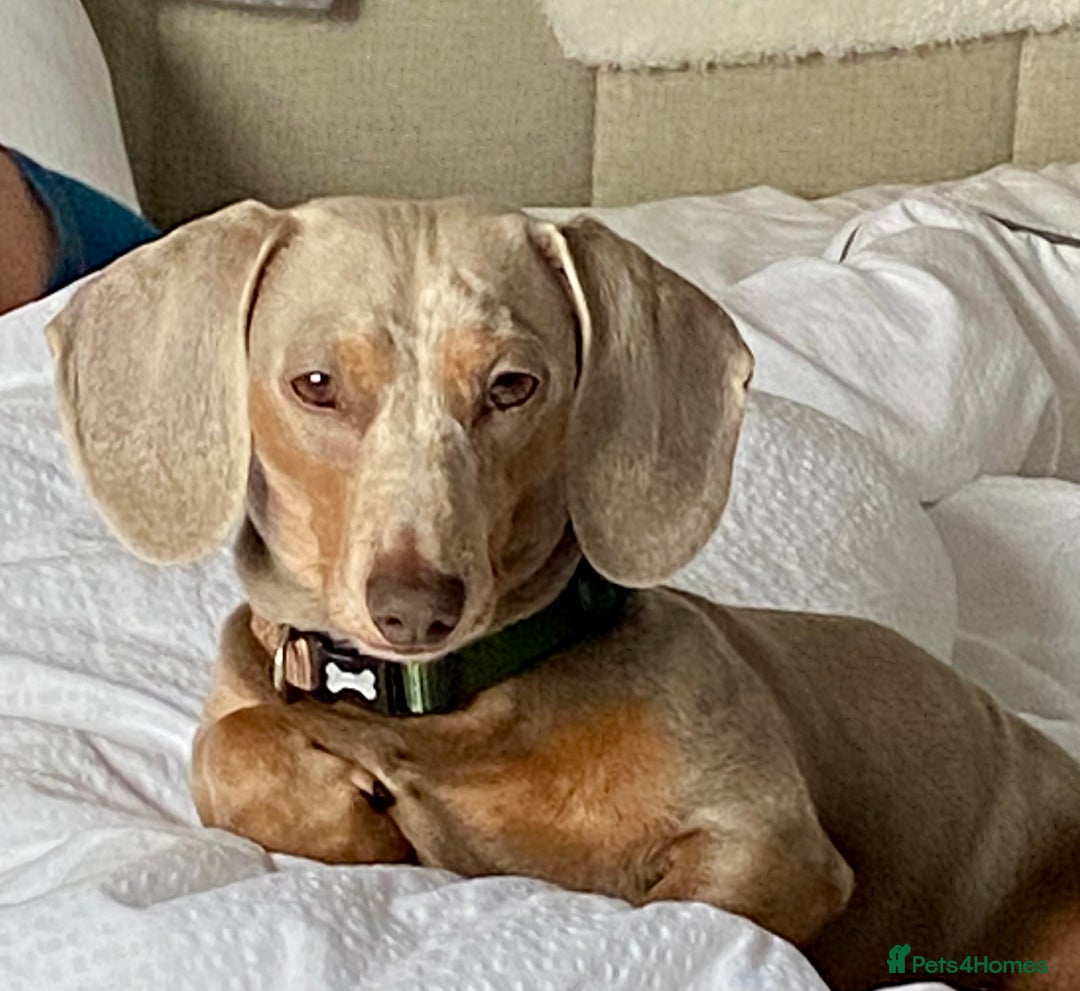 Miniature Dachshund dogs for sale: Miniature Dachsund Smooth Hair - Advert 16