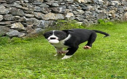 Border Collie dogs for sale: Border collie pups 🐶  - Image 6
