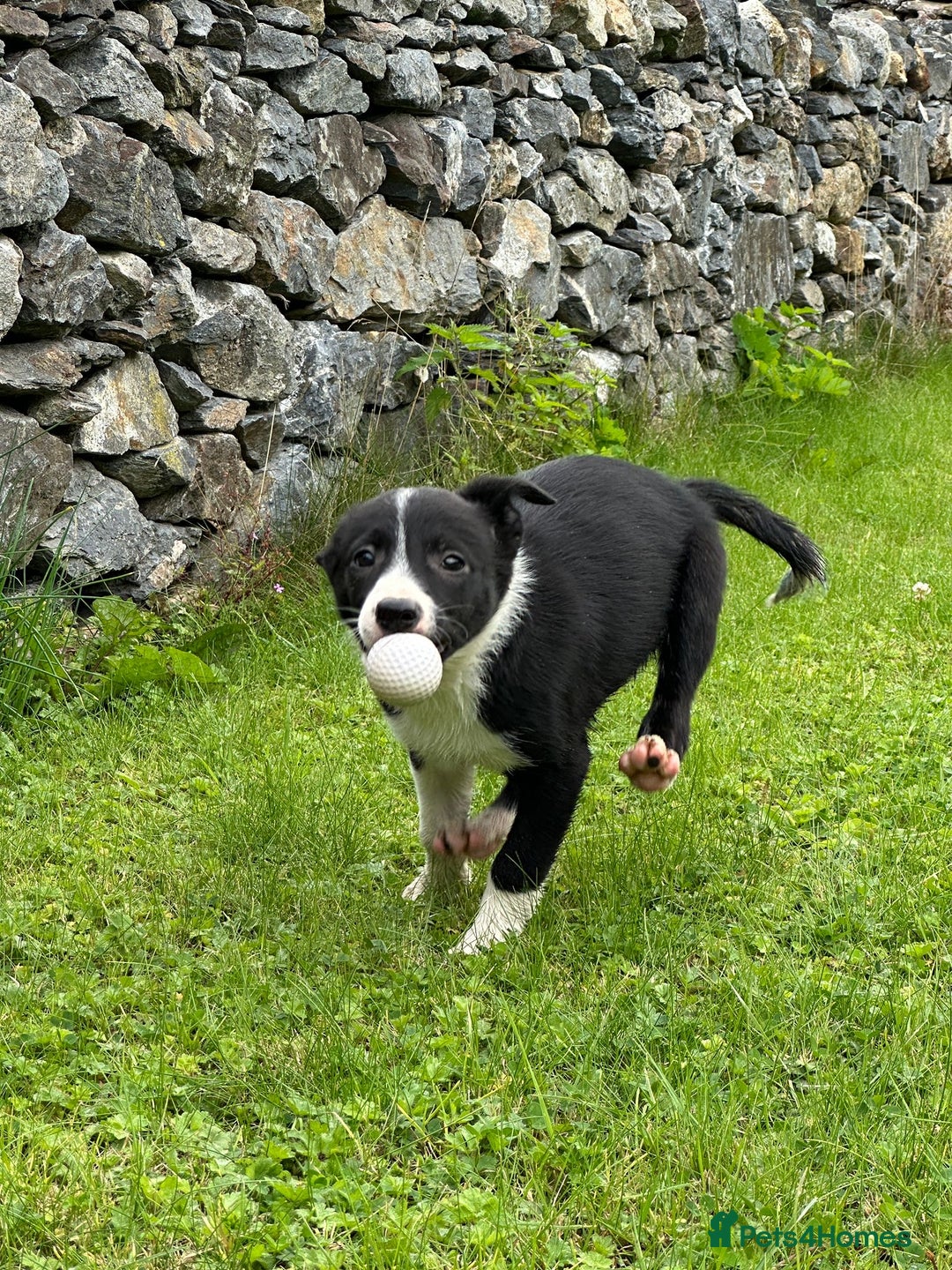 Border Collie dogs for sale: Border collie pups 🐶  - Image 6