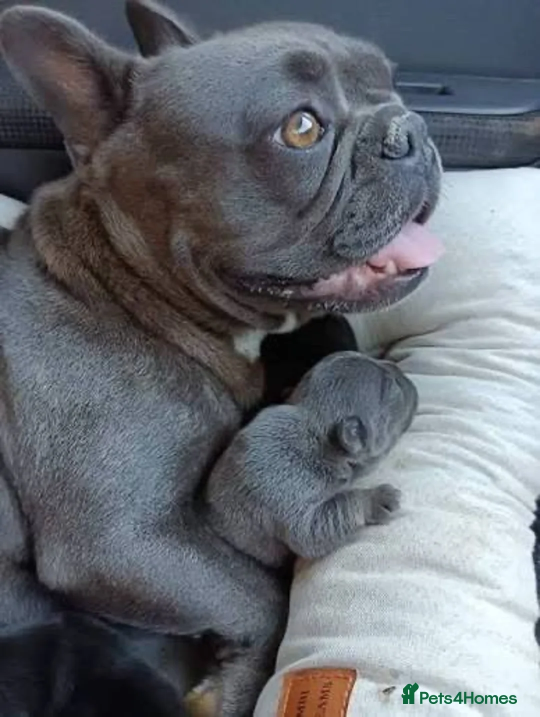 French Bulldog dogs for sale: French bull dog  - Advert 3