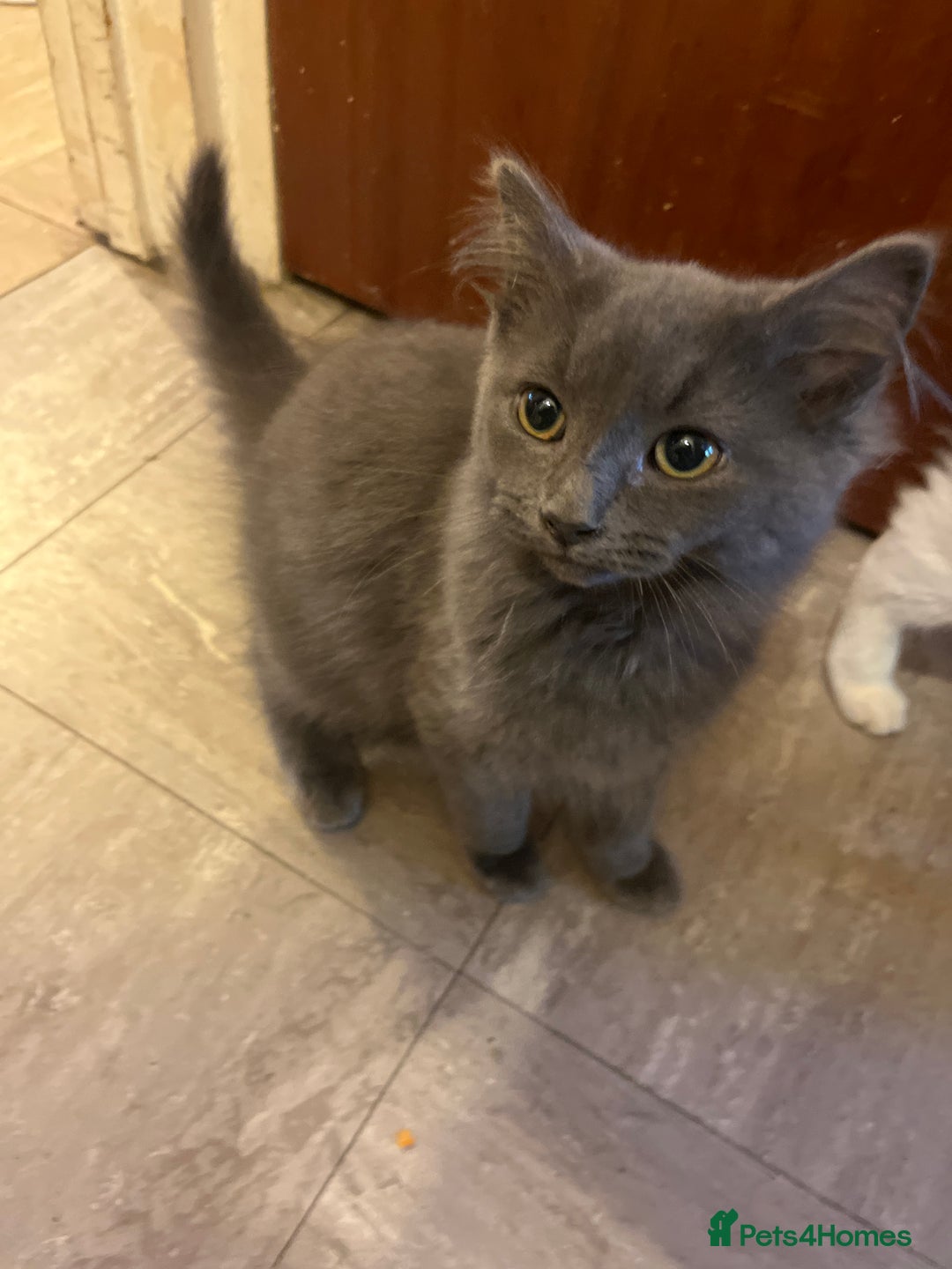 Mixed Breed cats for sale: Grey/blue long hair male kitten 8 weeks old  - Advert 5