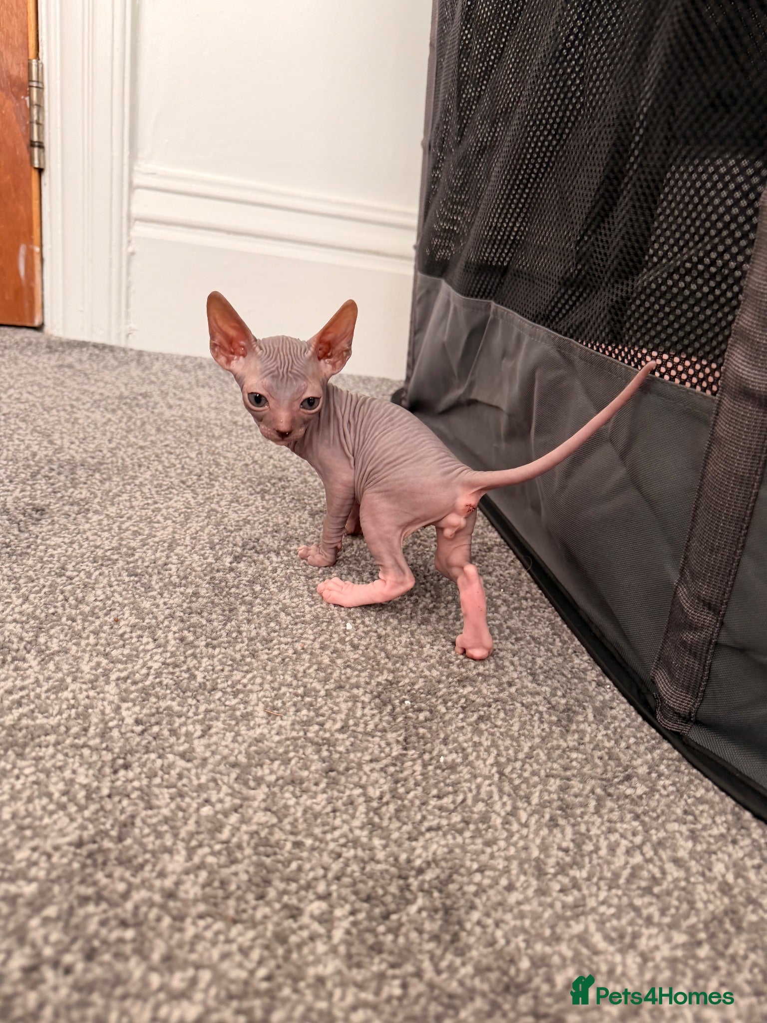 Sphynx cats Beautiful Sphynx boy left 🩵💙🩵 - Advert 8