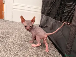 Sphynx cats Beautiful Sphynx boy left 🩵💙🩵 - Advert 8