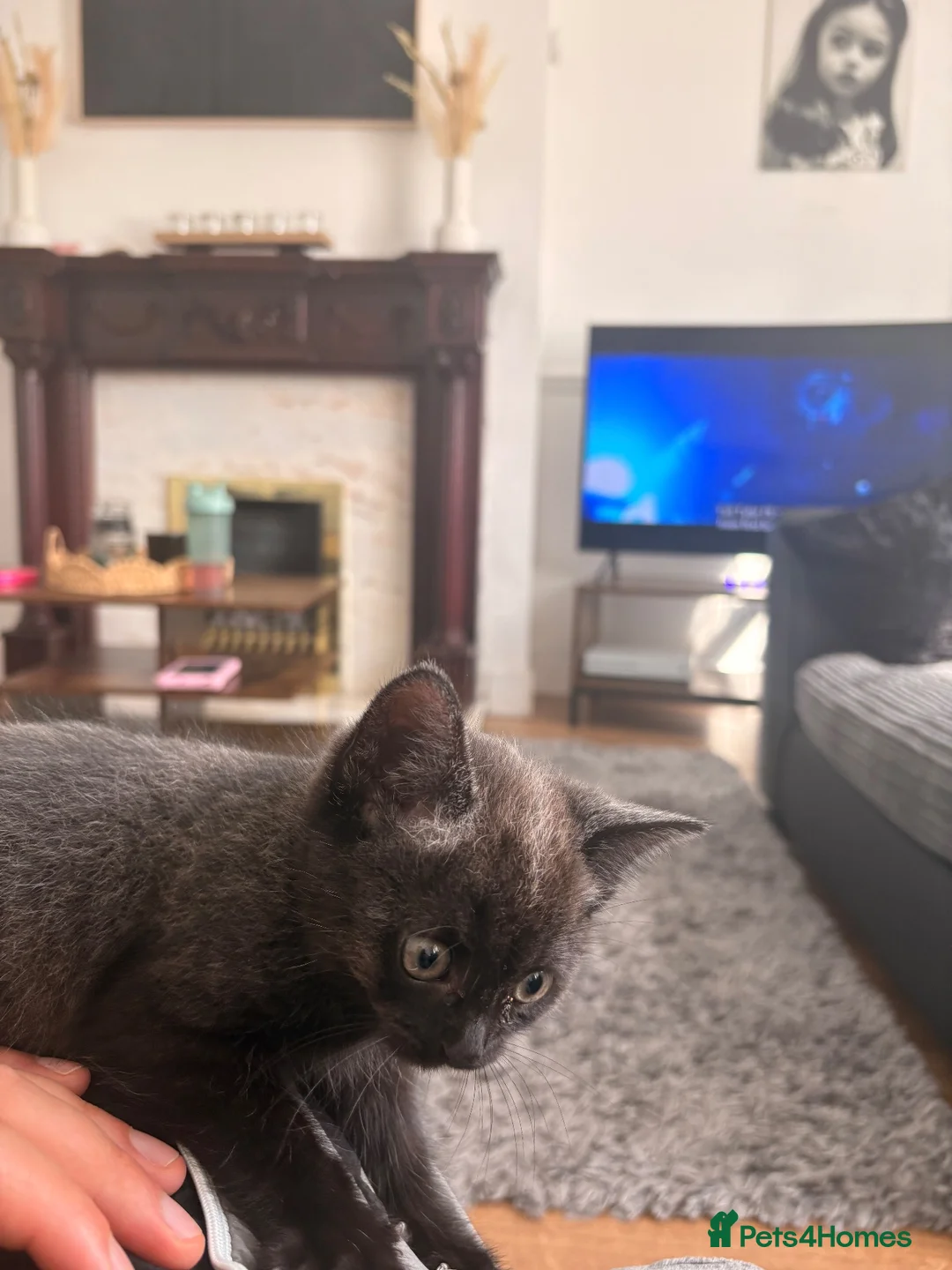 British Shorthair cats for sale: British Short Hair Male in Sheffield - Advert 5