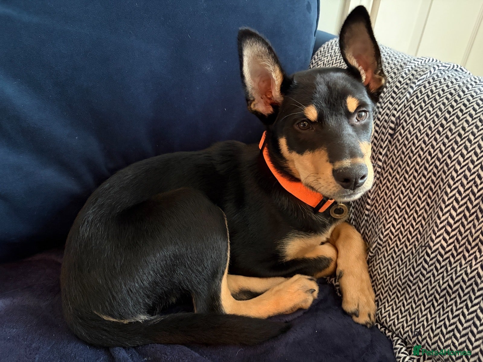 Australian Kelpie dogs Stunning Farm Breed Kelpies - Advert 2