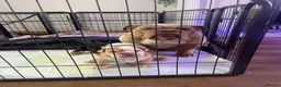 English Bulldog dogs for sale: Dwkc registered mearle pups - Advert 10
