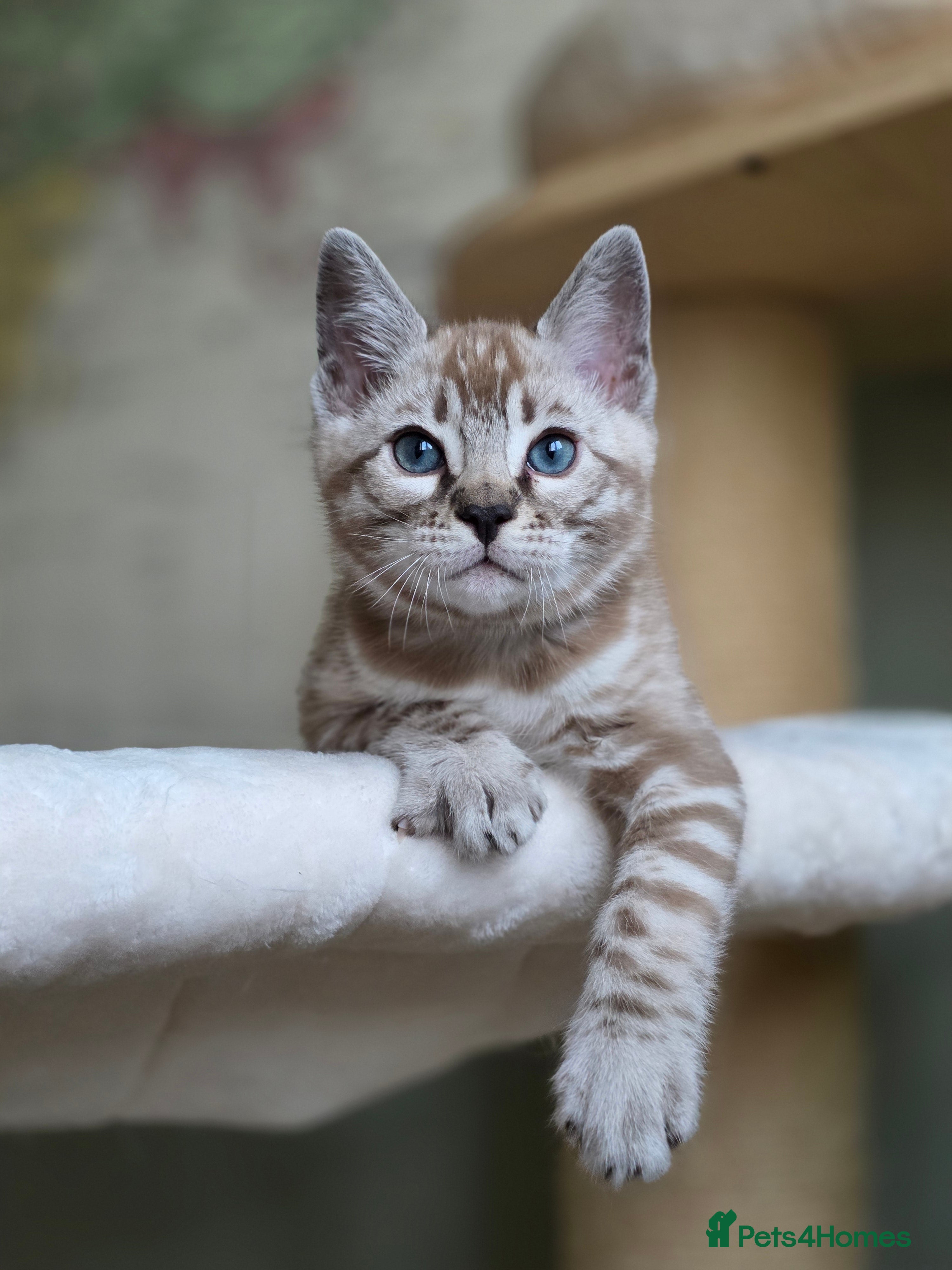 Bengal cats ❄️Outstanding Silver Snow Bengal Kittens❄️ - Advert 1