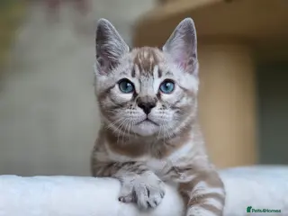 Bengal cats ❄️Outstanding Silver Snow Bengal Kittens❄️ - Advert 1