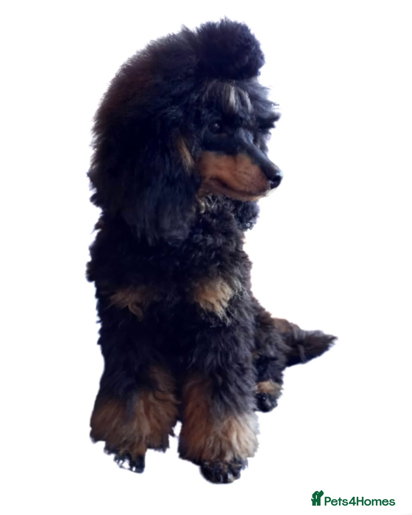 Baxter