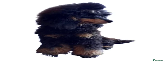 Baxter