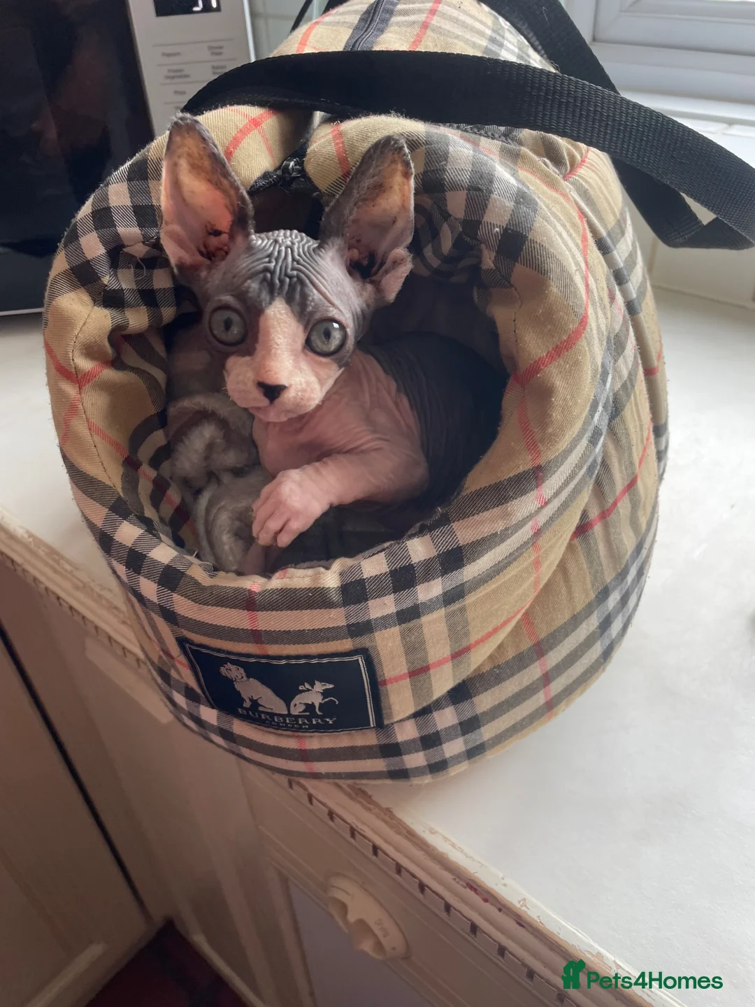 Sphynx cats for sale: Blue and White Sphynx Kitten in Bridgnorth - Advert 4