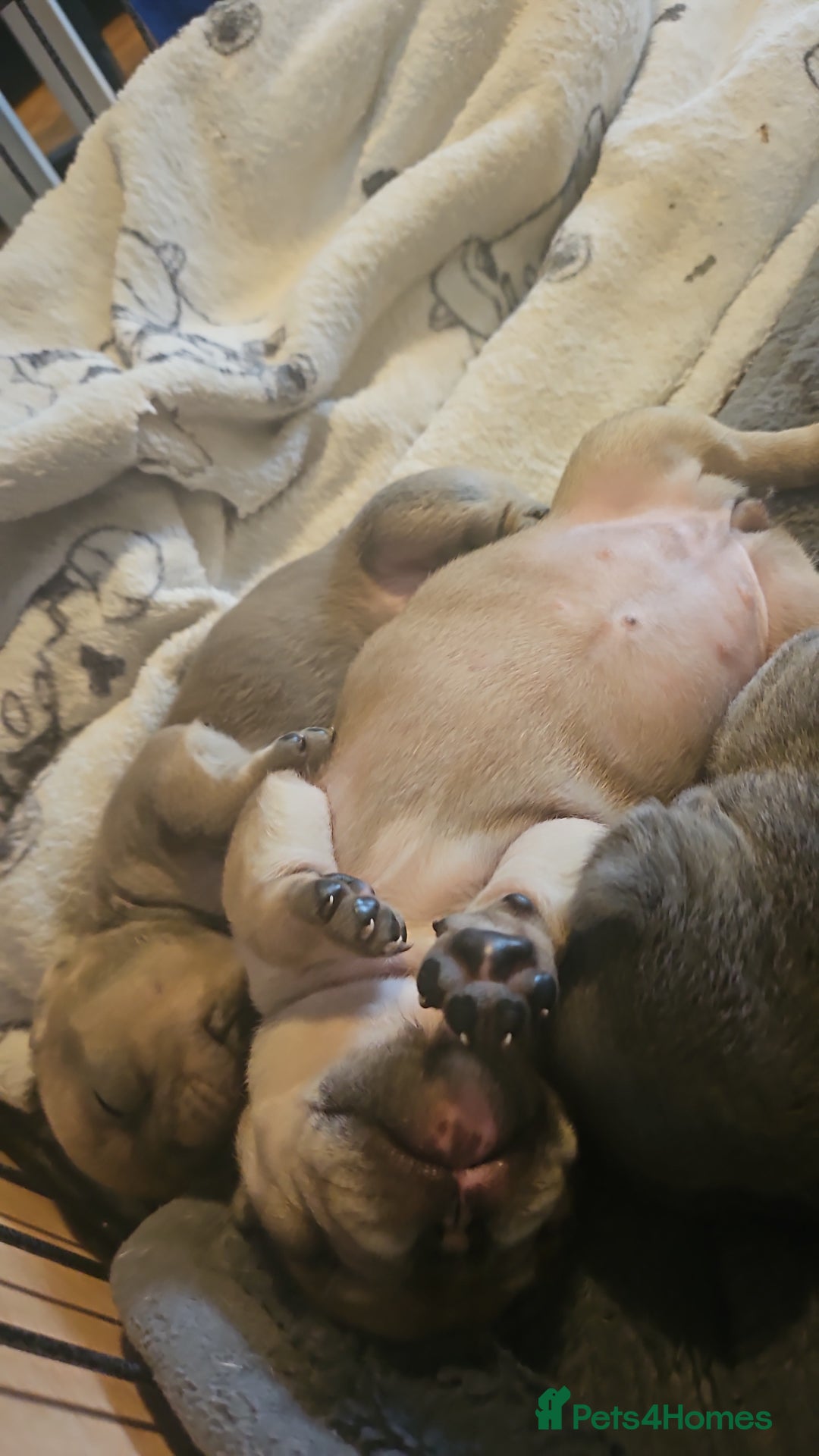 French Bulldog dogs for sale: ⚡️Exquisite 🌈 Pedigree French Bulldog Puppies ⚡️ - Image 13