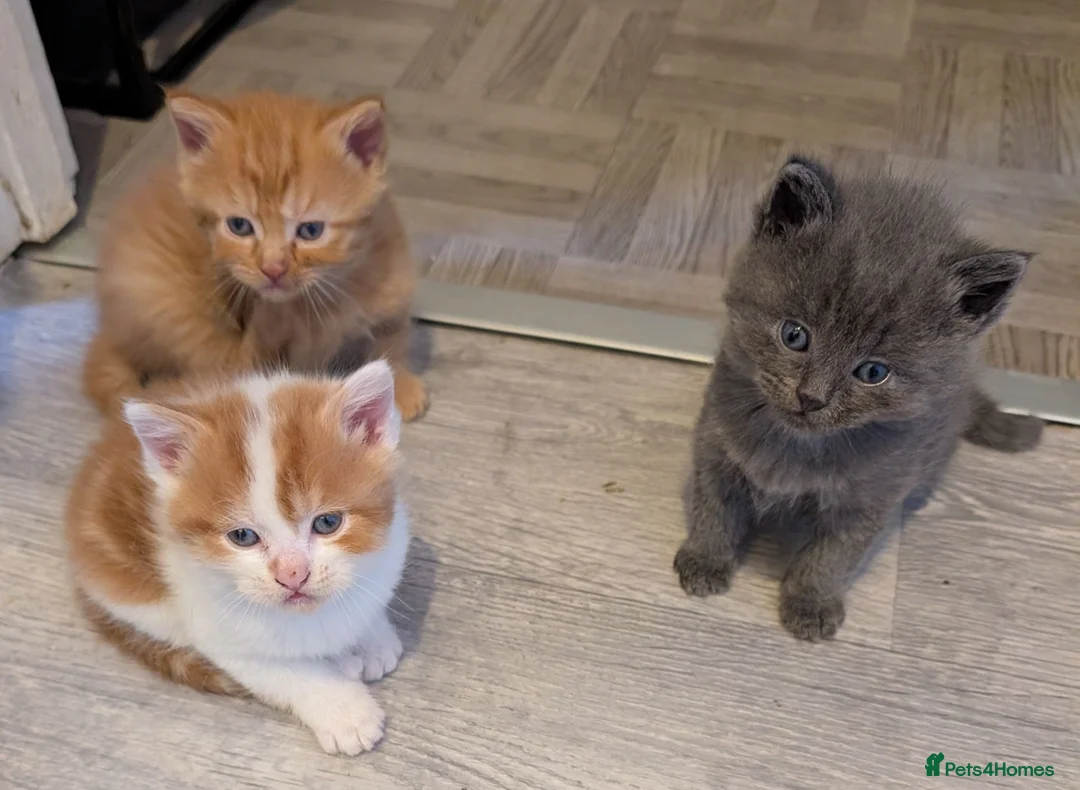 Mixed Breed cats for sale: Ragdoll/Persian mix kittens in Southampton - Advert 2