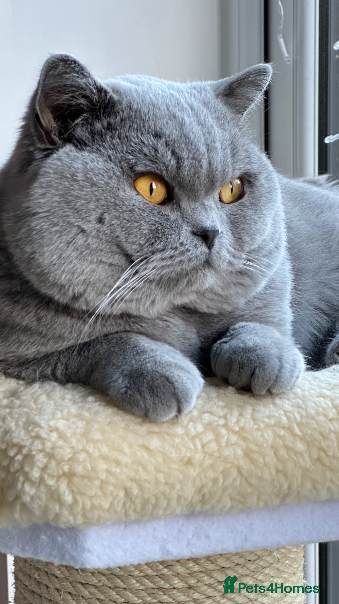 British Shorthair cats for sale: Blue BSH kittens excellent quality Tica reg - Advert 8