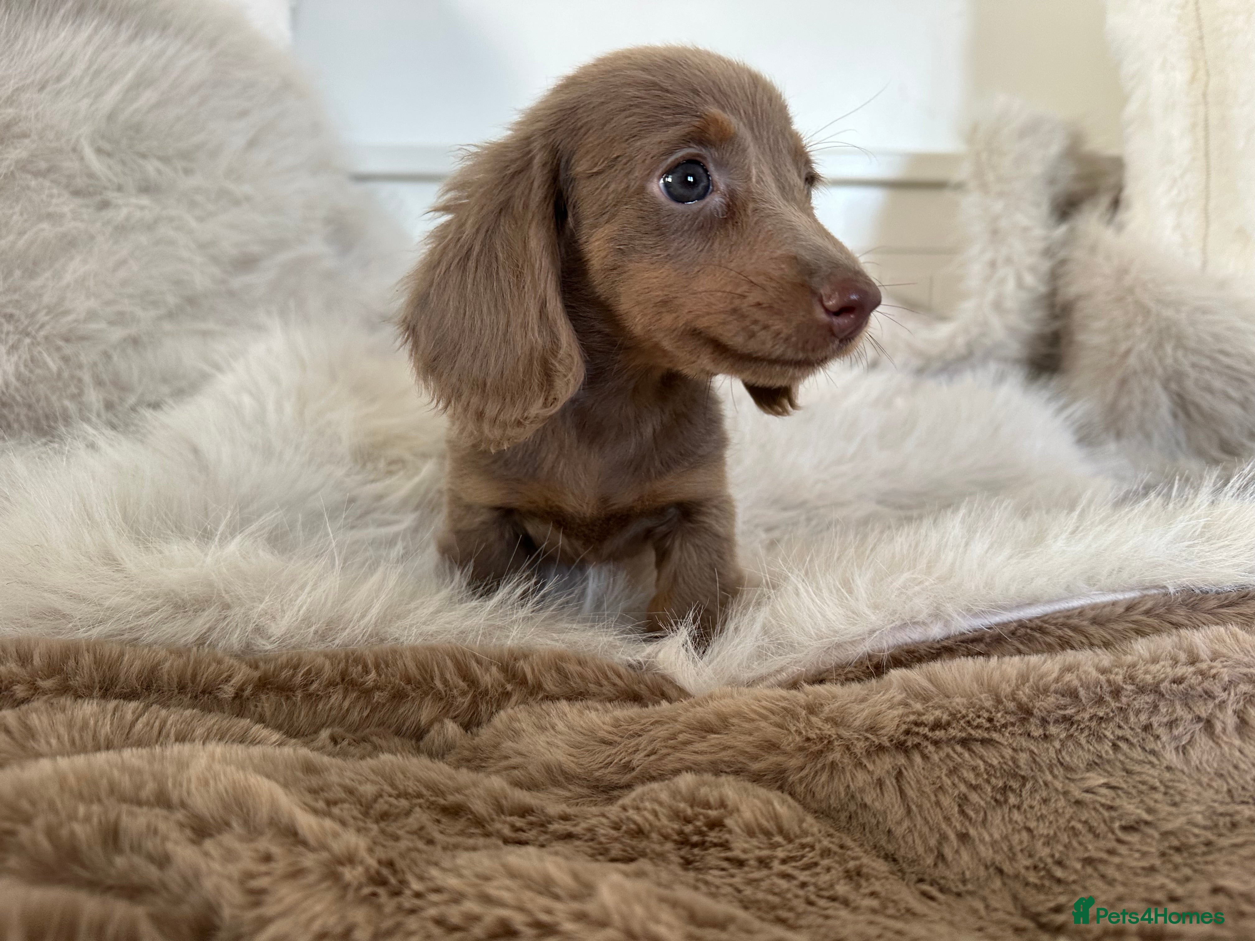 Miniature Dachshund dogs for sale: ✨MINI DACHSHUNDS ✨BOTH PARENTS KC✨ - Advert 2