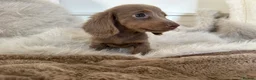 Miniature Dachshund dogs for sale: ✨MINI DACHSHUNDS ✨BOTH PARENTS KC✨ - Advert 2