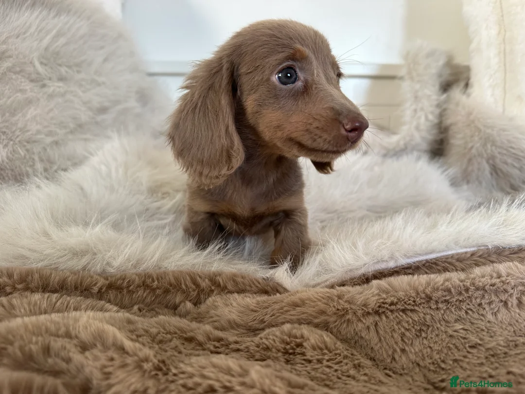 Miniature Dachshund dogs for sale: ✨MINI DACHSHUNDS ✨BOTH PARENTS KC✨ - Advert 2