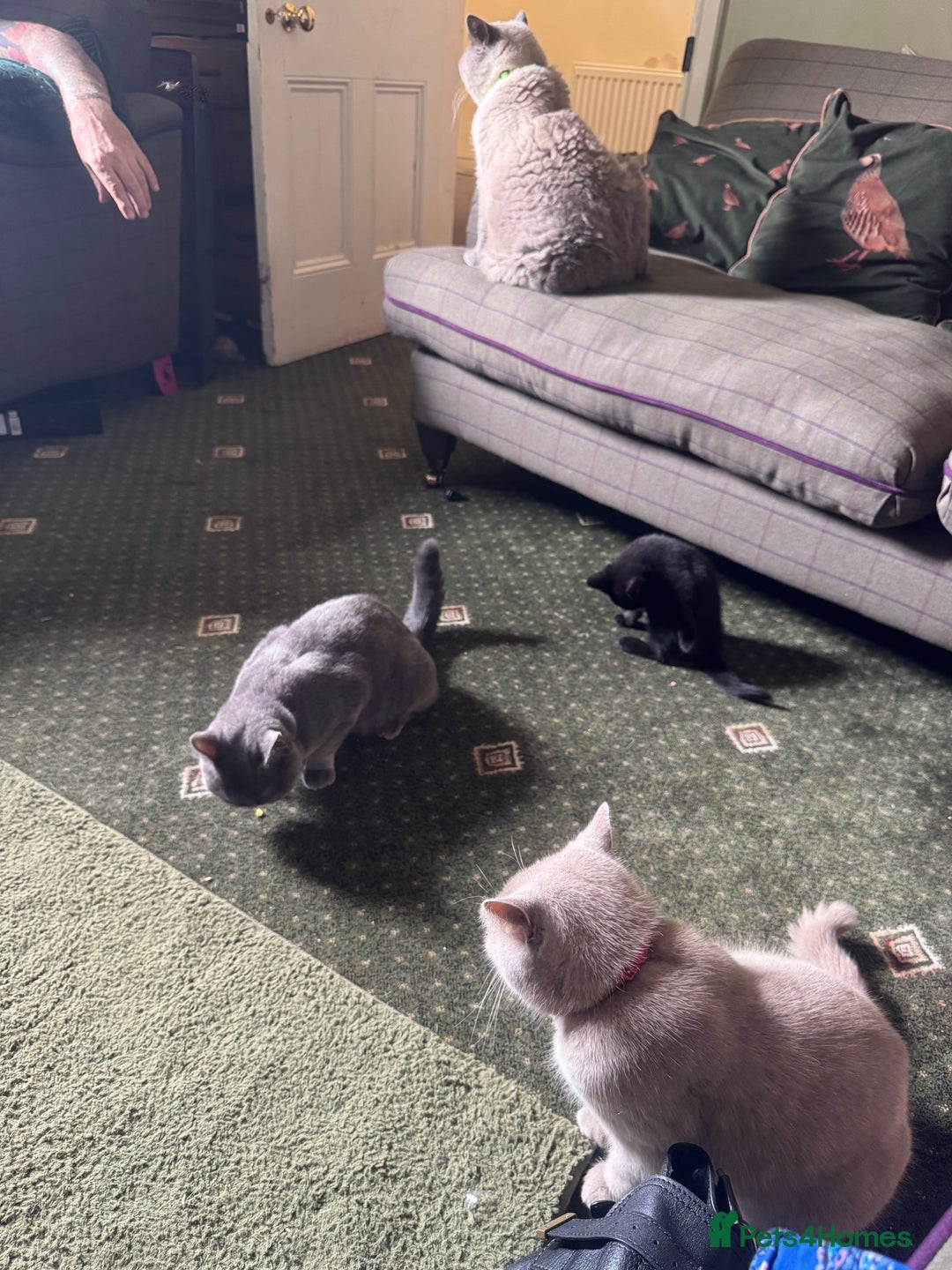 British Shorthair cats for sale:  black boy british short haired cross ragdoll - Image 4