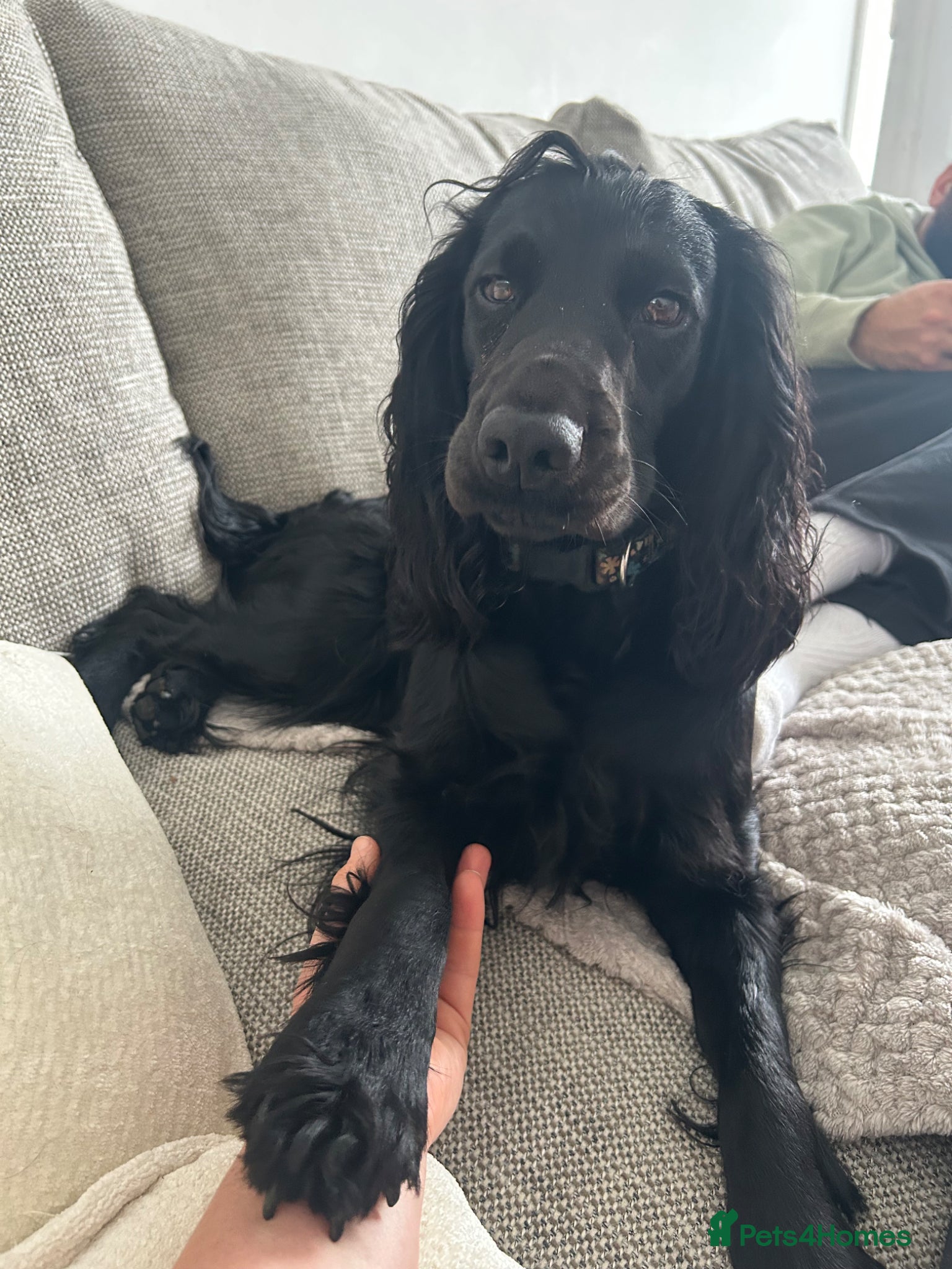 Cocker Spaniel dogs Beautiful Cocker Spaniel Puppies for Sale - Advert 9